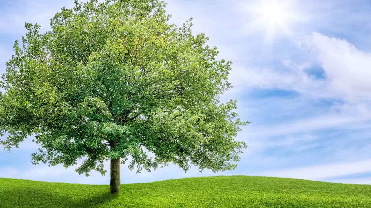 Why does SEO take so long